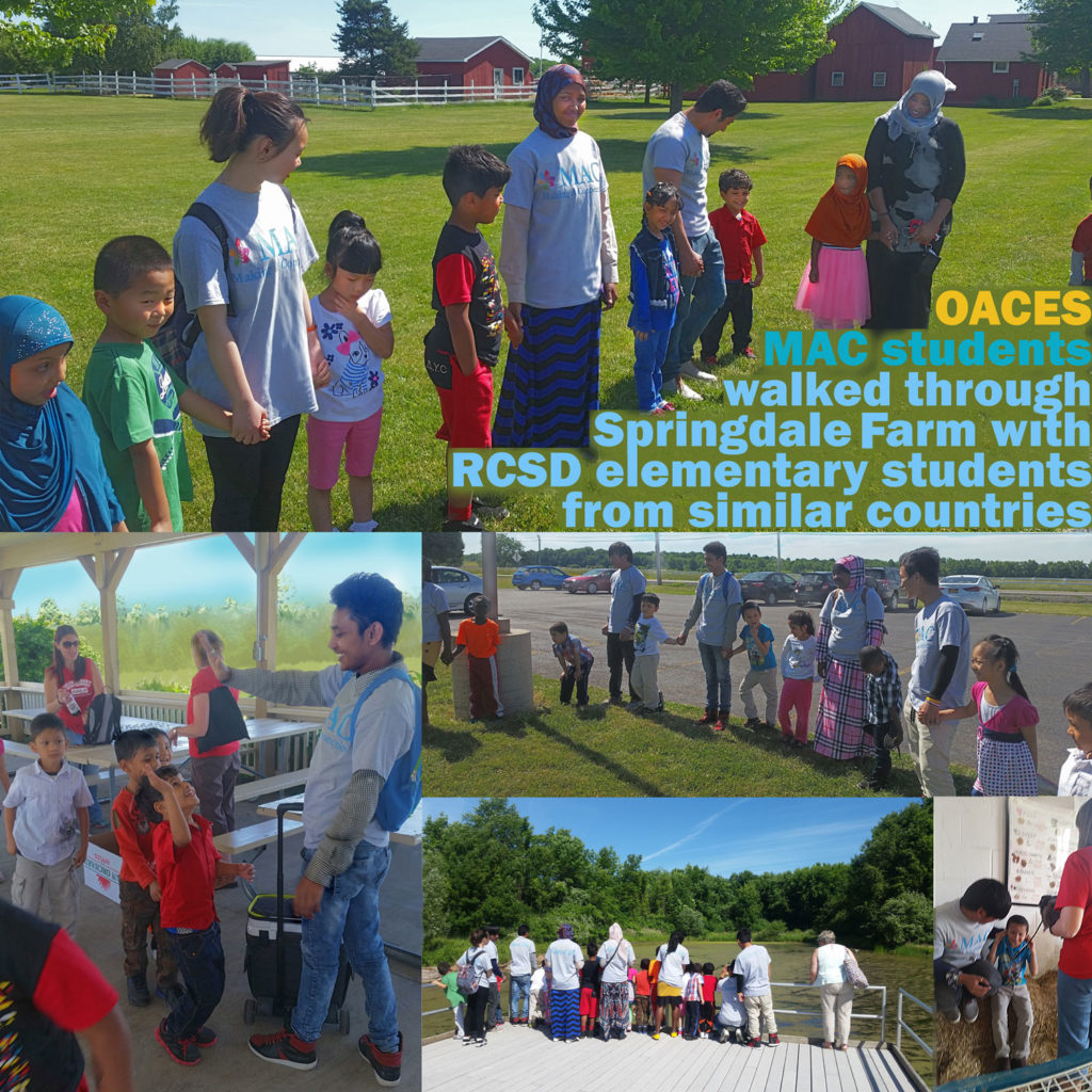 MAC Academy students at OACES took a field trip to Springdale Farm, with younger students from similar countries.  